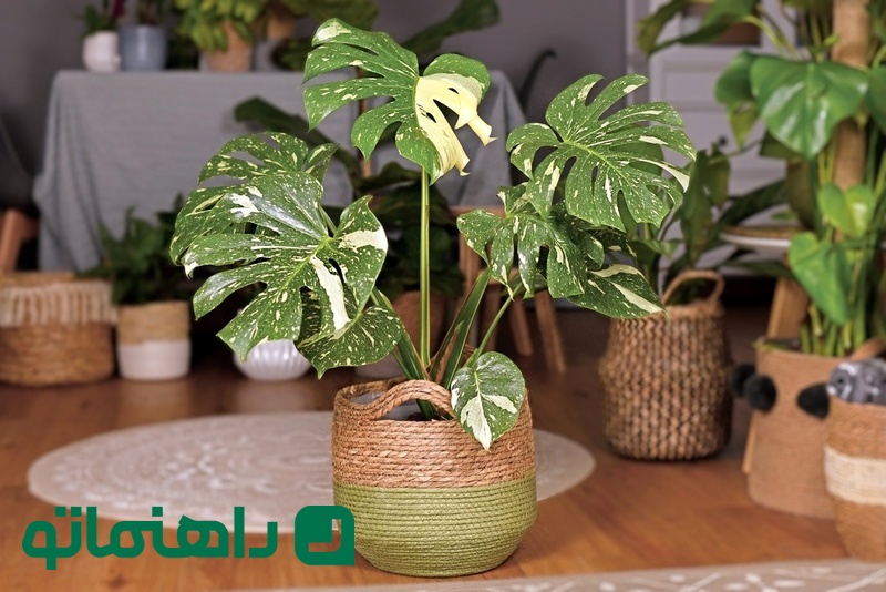 most-expensive-houseplants_11zon