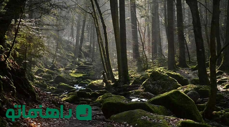 Screaming-Forest-of-Torqabeh_11zon
