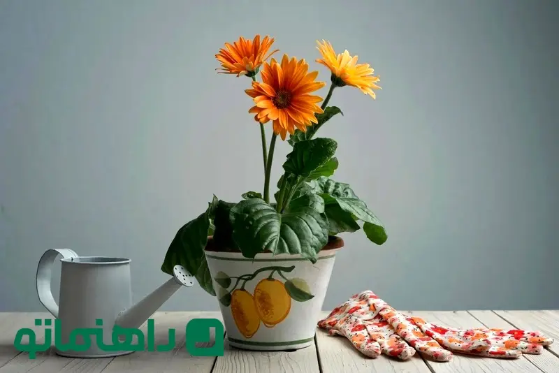 گل ژربرا تصفیه کننده هوا