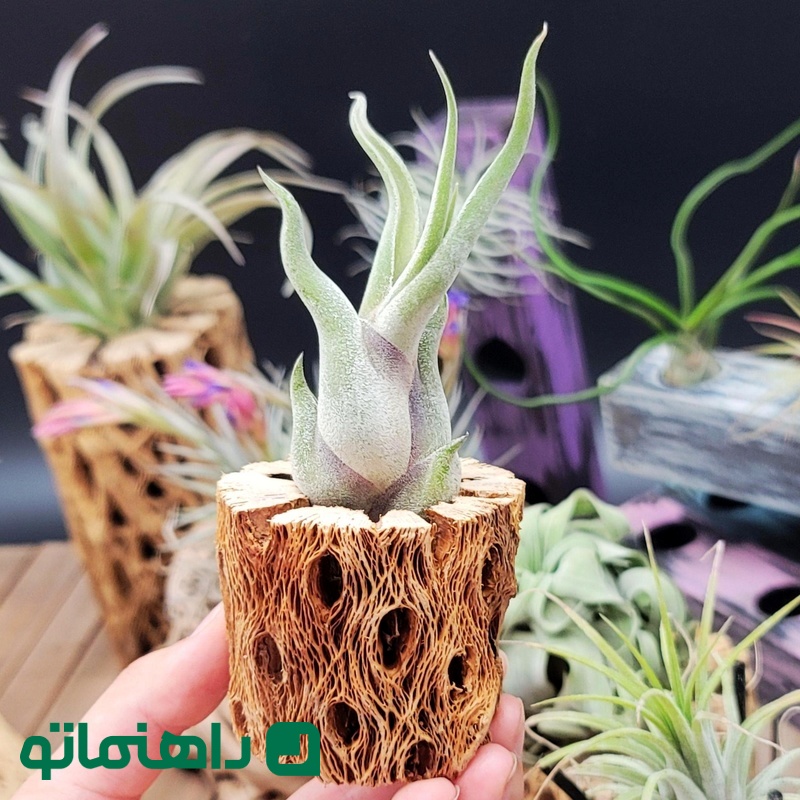 Tillandsia caput-medusae_11zon