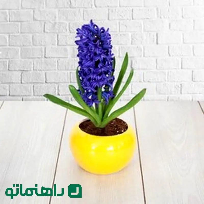 گل سنبل.