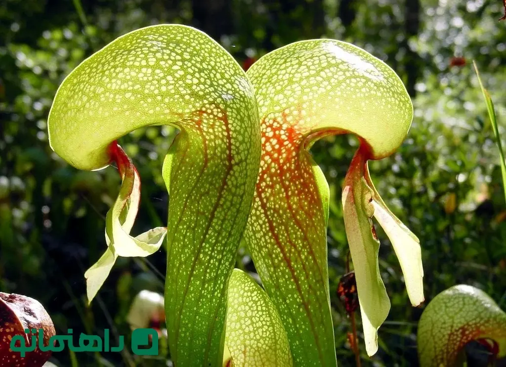 Darlingtonia_californica_ne1_11zon