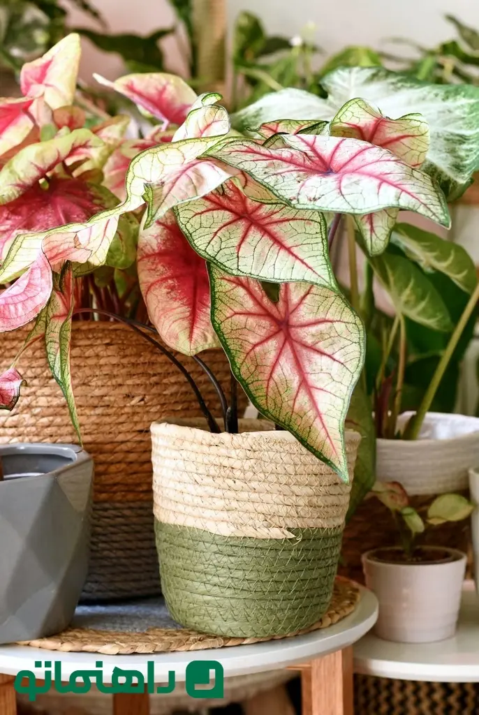 colorful-exotic-caladium-plants-in-flower-pots-royalty-free-image-1723738296_11zon