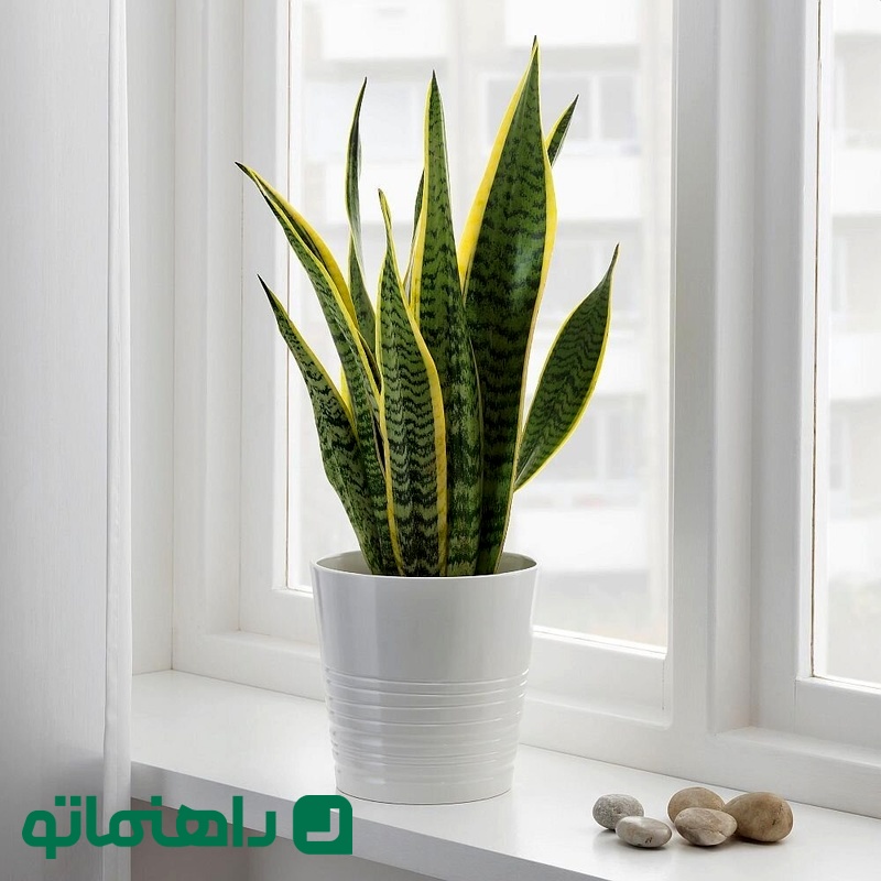 Snake Plant_11zon