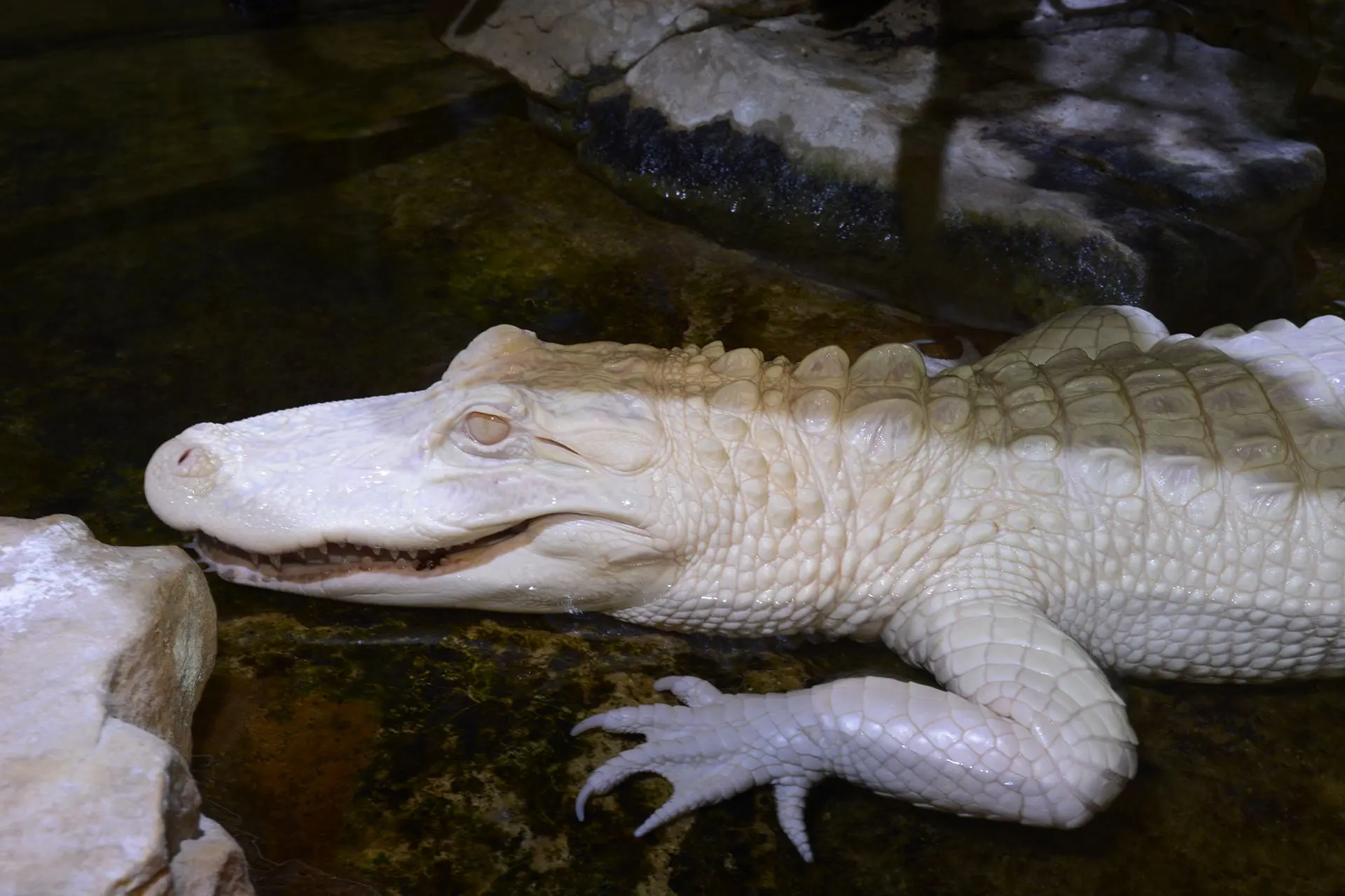 alligator_mississippi_albinos