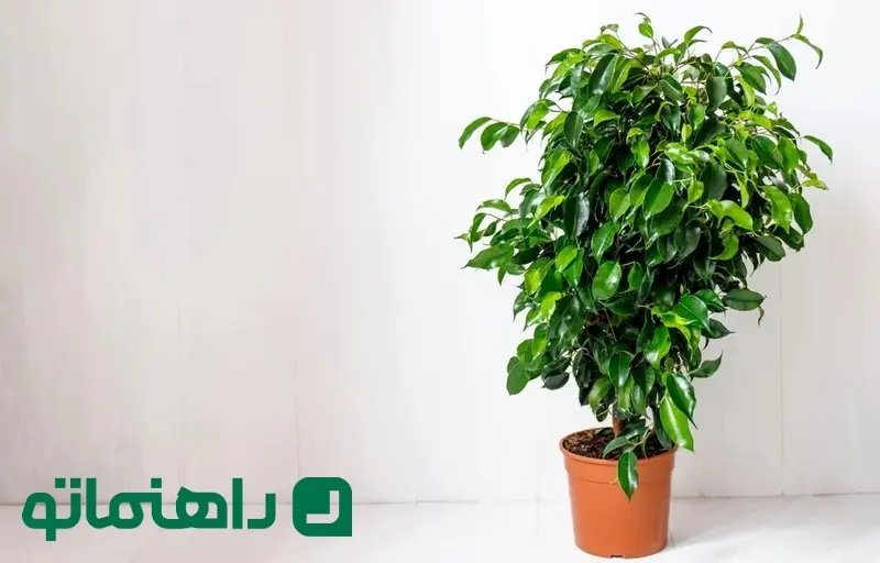 فیکوس بنجامین