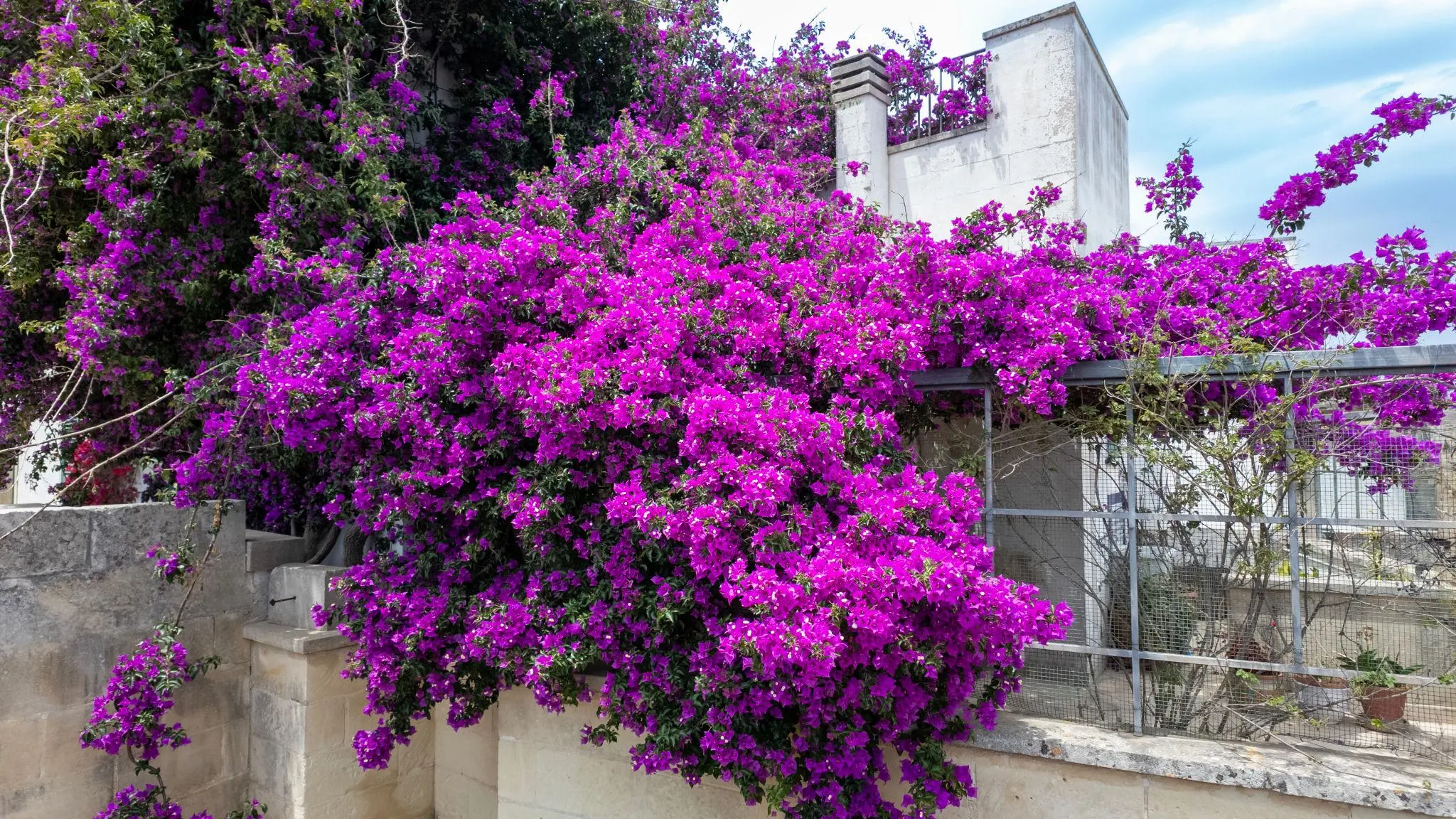 گل کاغذی