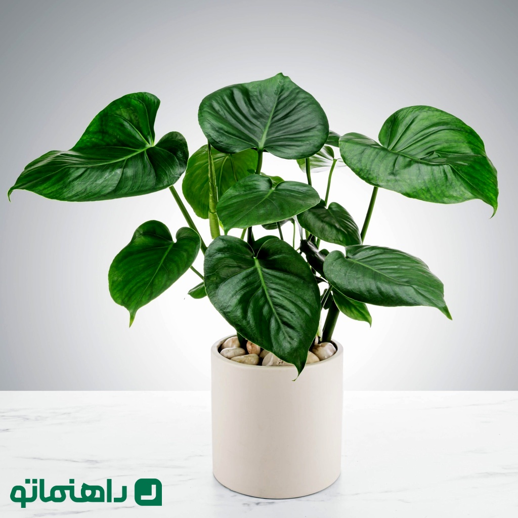 7. فیلودندرون Philodendron