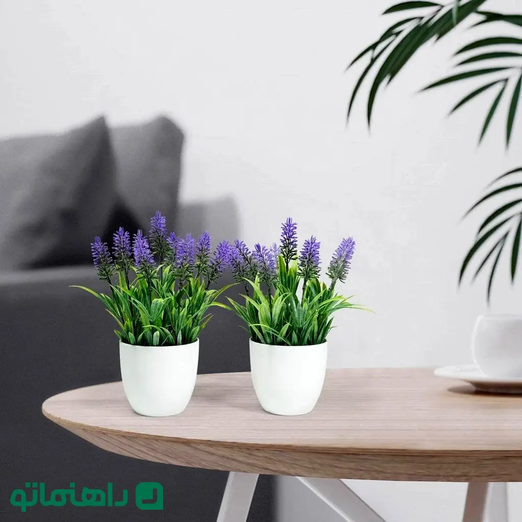 اسطوخودوس