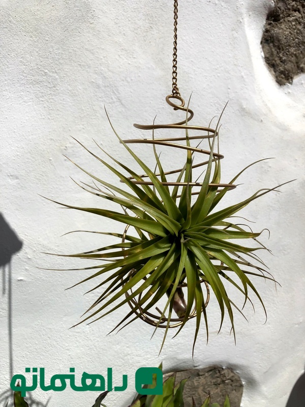 Tillandsia aeranthos bergeri_11zon