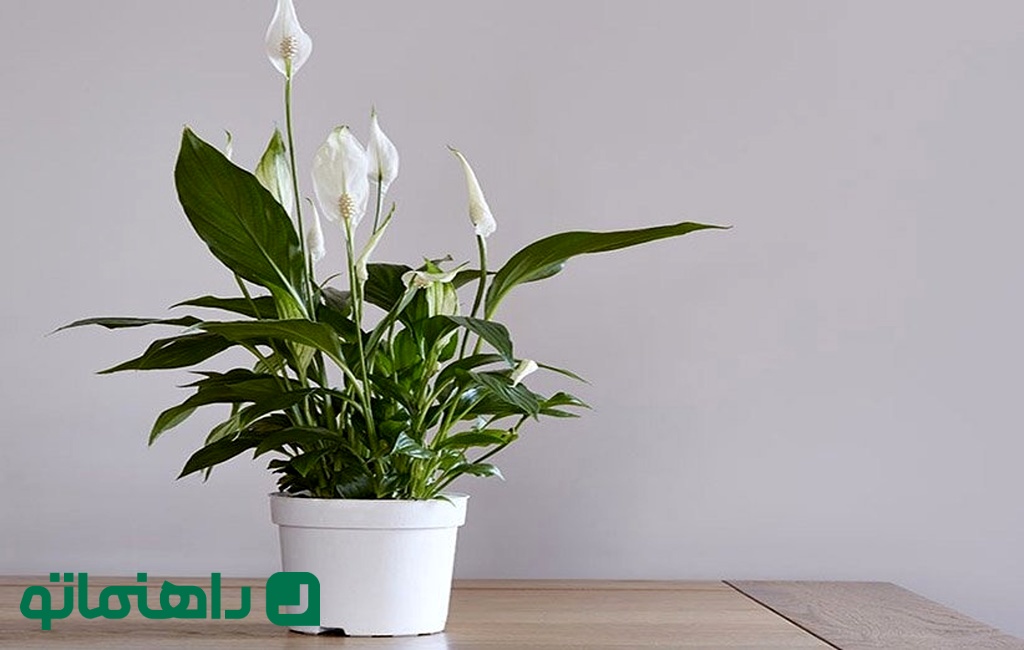 4. لیلی صلح  Peace Lily