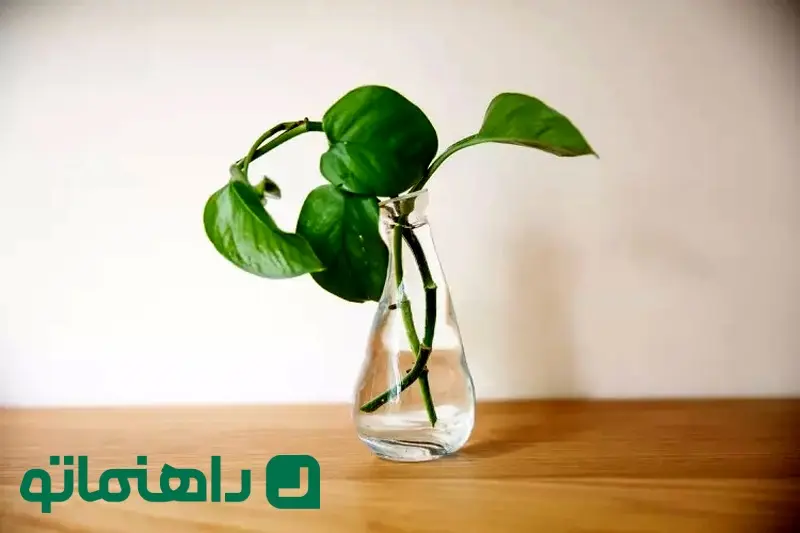 نحوه نگهداری از پتوس2 (1)