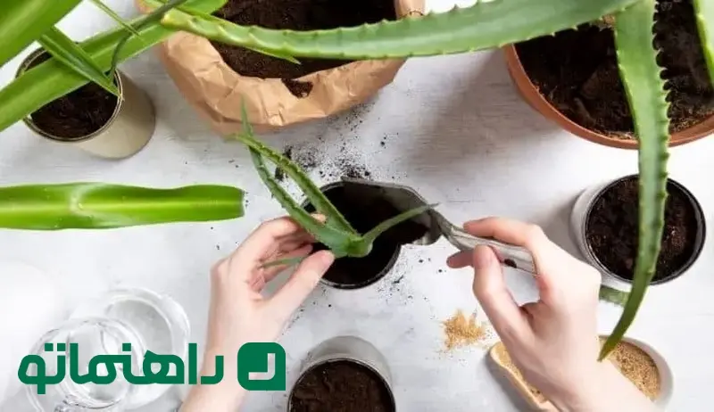 دمای مناسب گیاه آلوئه ورا