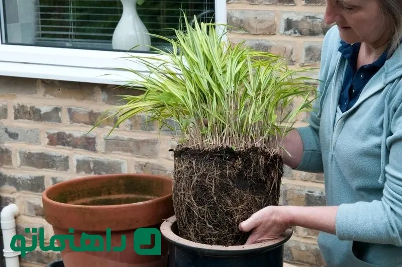 removing-hakonechloa-from-pot_11zon