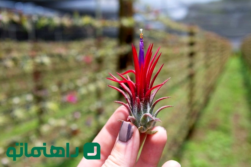 Tillandsia ionantha_11zon