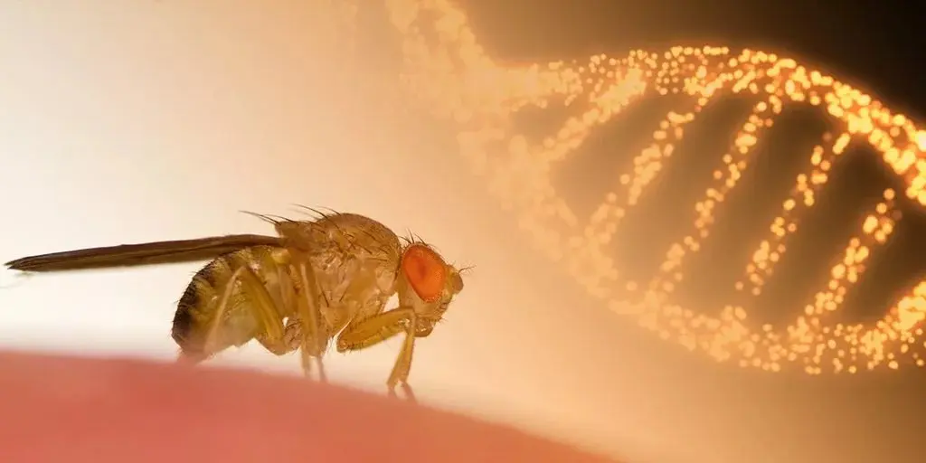 fruit-fly-genetics-1024x512-1.jpg_11zon