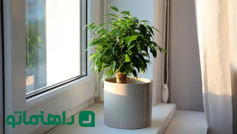 راهنمای گام به گام برای تکثیر فیکوس از طریق برش ساقه