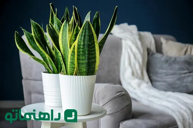 Snake-Plant-Feng-Shui_11zon