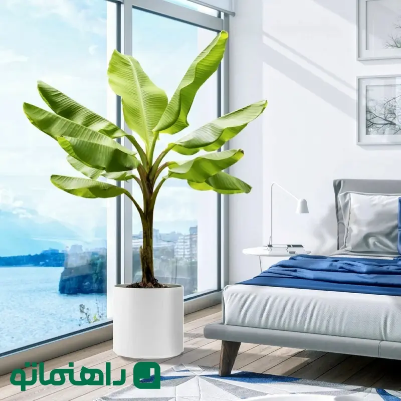 brighterblooms-huge-houseplants-that-make-a-statement-large-banana-plant-next-to-window_11zon