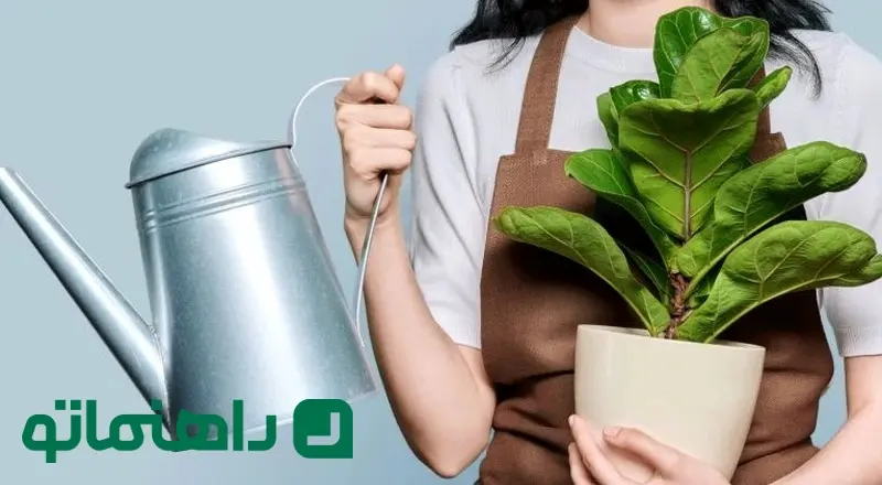 آبیاری مناسب فیکوس