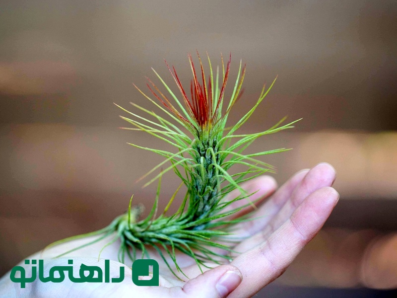 Tillandsia funckiana_11zon