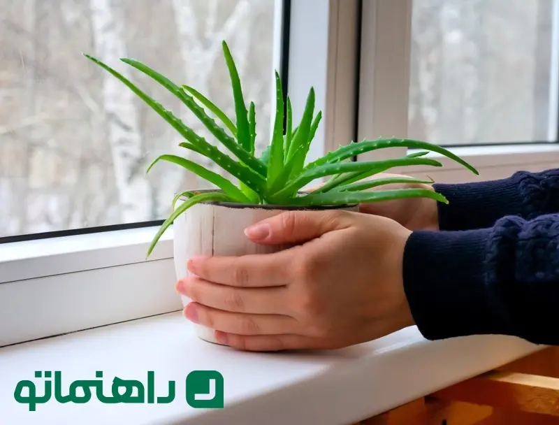 تأثیر گیاه آلوئه ورا بر انرژی _های زندگی شما در فنگ شویی