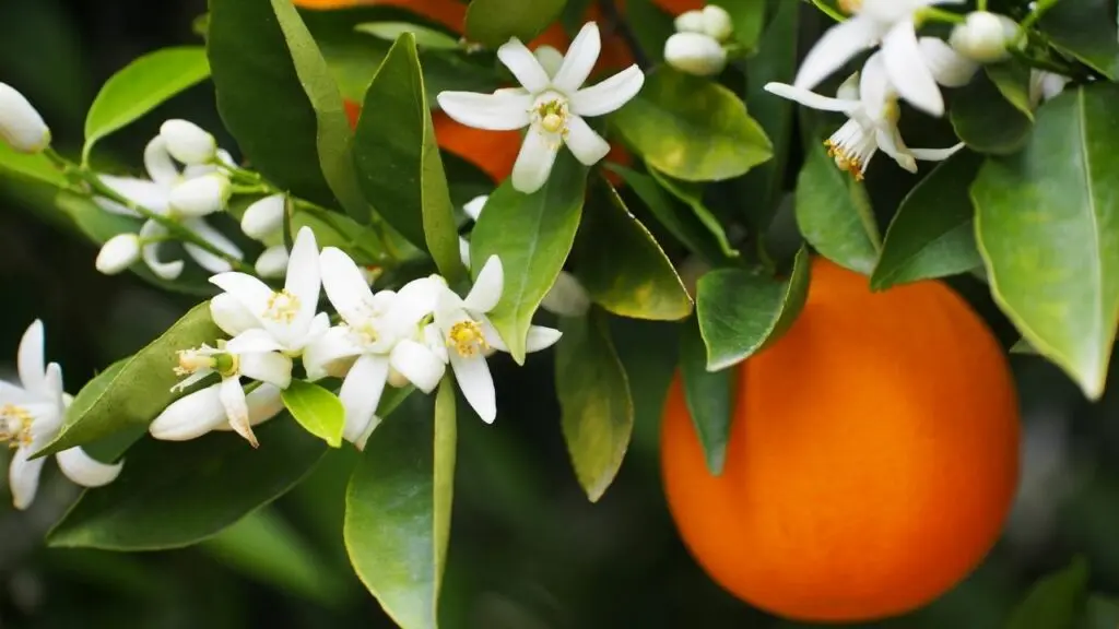 Orange-Blossom-1024x576