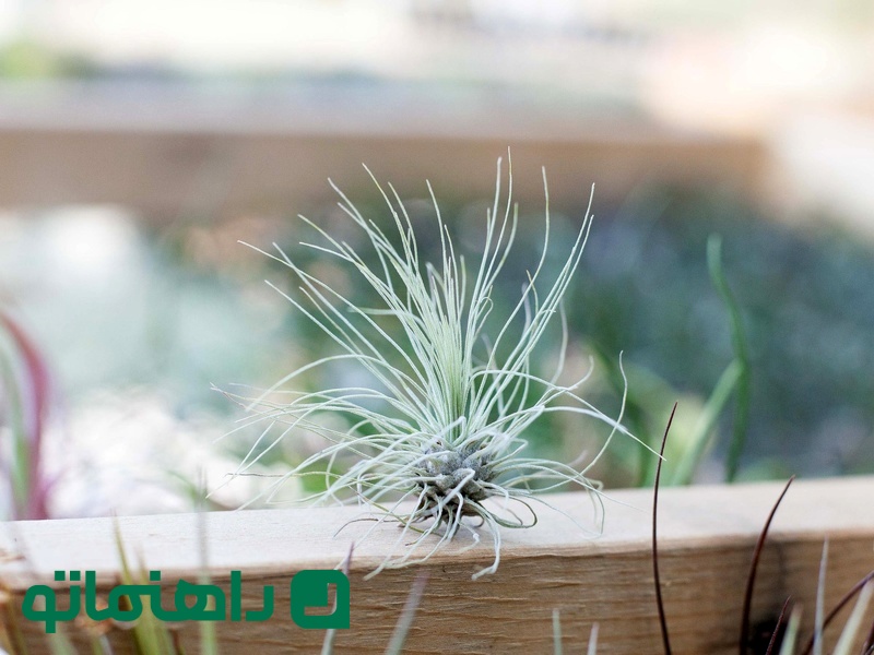 Tillandsia fuchsii_11zon