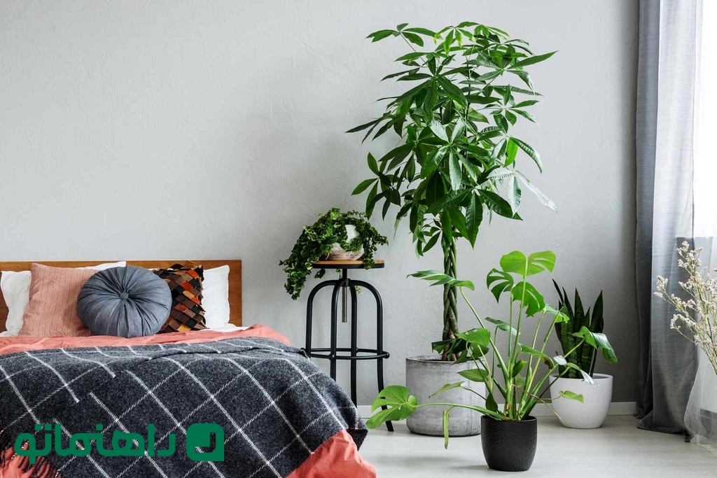 bedroom-plants-GettyImages-1060893948-b13f540fa0a24d9eb0b983b1d942c79c_11zon