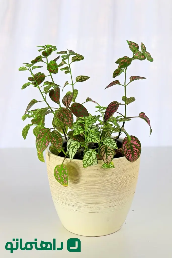 multicolored-polka-dot-plant-in-a-white-pot-on-a-royalty-free-image-1723736160_11zon