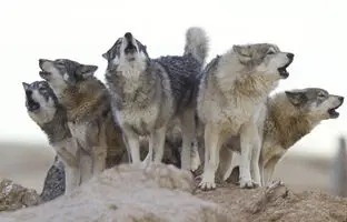 تصاویر نزدیک شدن ترسناک گله گرگ‌ها به این شهر/ مردم مراقب باشند + ویدئو