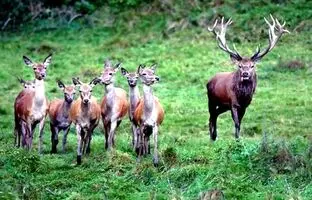 گله زیبای مرال‌ها در ارتفاعات مازندران + ویدئو