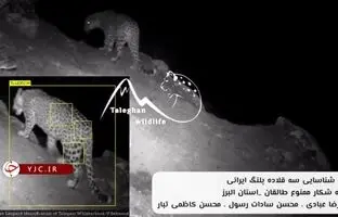 پرسه‌زدن پلنگ‌ها در ارتفاعات البرز + ویدئو