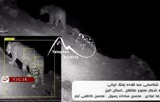 پرسه‌زدن پلنگ‌ها در ارتفاعات البرز + ویدئو