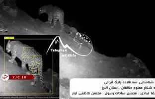 پرسه‌زدن پلنگ‌ها در ارتفاعات البرز + ویدئو