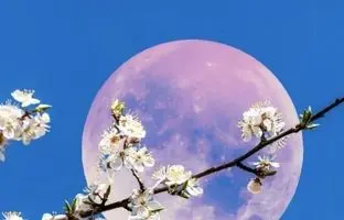 «ماه توت‌فرنگی» چیست؟ / حقایقی درباره ماه کامل ۲۰ و ۲۱ خرداد