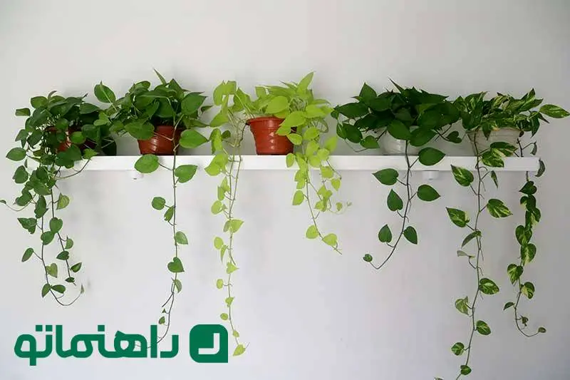 گیاهانی که به فروردینی‌ها شجاعت می‌بخشند!