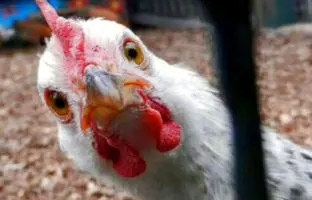 قیمت گوشت مرغ، امروز دوشنبه ۱۲ آذر ۱۴۰۳