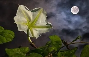 گل هایی که شب باز می شوند ؛ آرامش شبانه در خانه