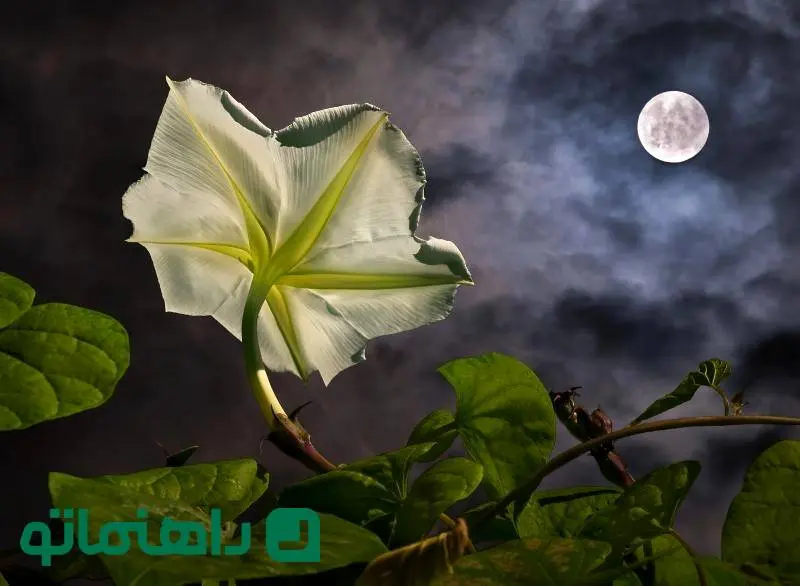 گل هایی که شب باز می شوند ؛ آرامش شبانه در خانه