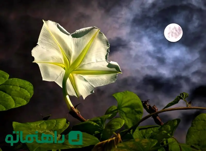 گل هایی که شب باز می شوند ؛ آرامش شبانه در خانه