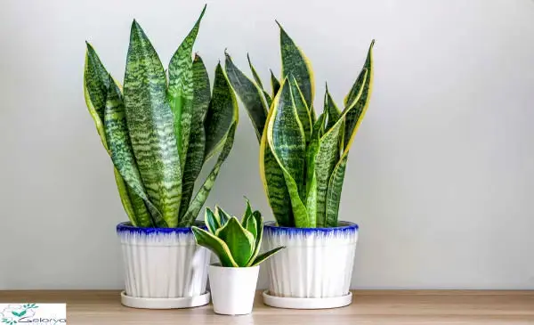 گل های بهاری 1404: ۴ علت خم شدن سانسوریا چیست؟