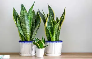 گل های بهاری 1404: ۴ علت خم شدن سانسوریا چیست؟