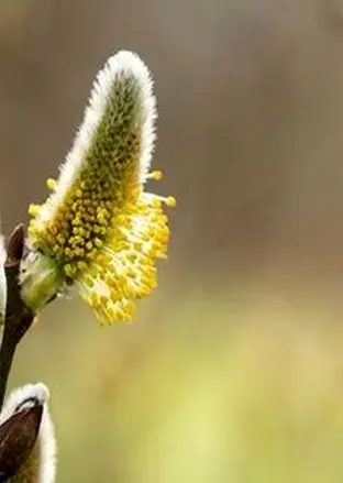 خواص عرق بیدمشک برای سلامتی؛ بررسی عوارض احتمالی