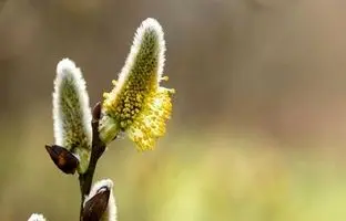 خواص عرق بیدمشک برای سلامتی؛ بررسی عوارض احتمالی