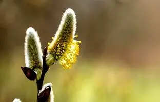 خواص عرق بیدمشک برای سلامتی؛ بررسی عوارض احتمالی