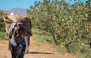 طلای سبز ایران؛ جواهری در باتلاق مشکلات
