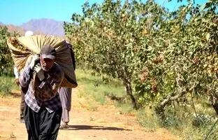 طلای سبز ایران؛ جواهری در باتلاق مشکلات
