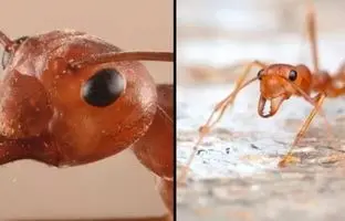 حمله وحشتناک موریانه‌ها به خانه‌ای در حومه نیواورلئان + ویدئو