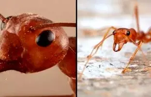 حمله وحشتناک موریانه‌ها به خانه‌ای در حومه نیواورلئان + ویدئو